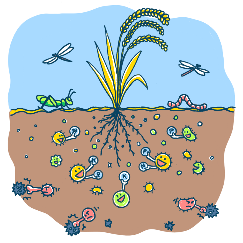 共生微生物のちからで作物をそだてる